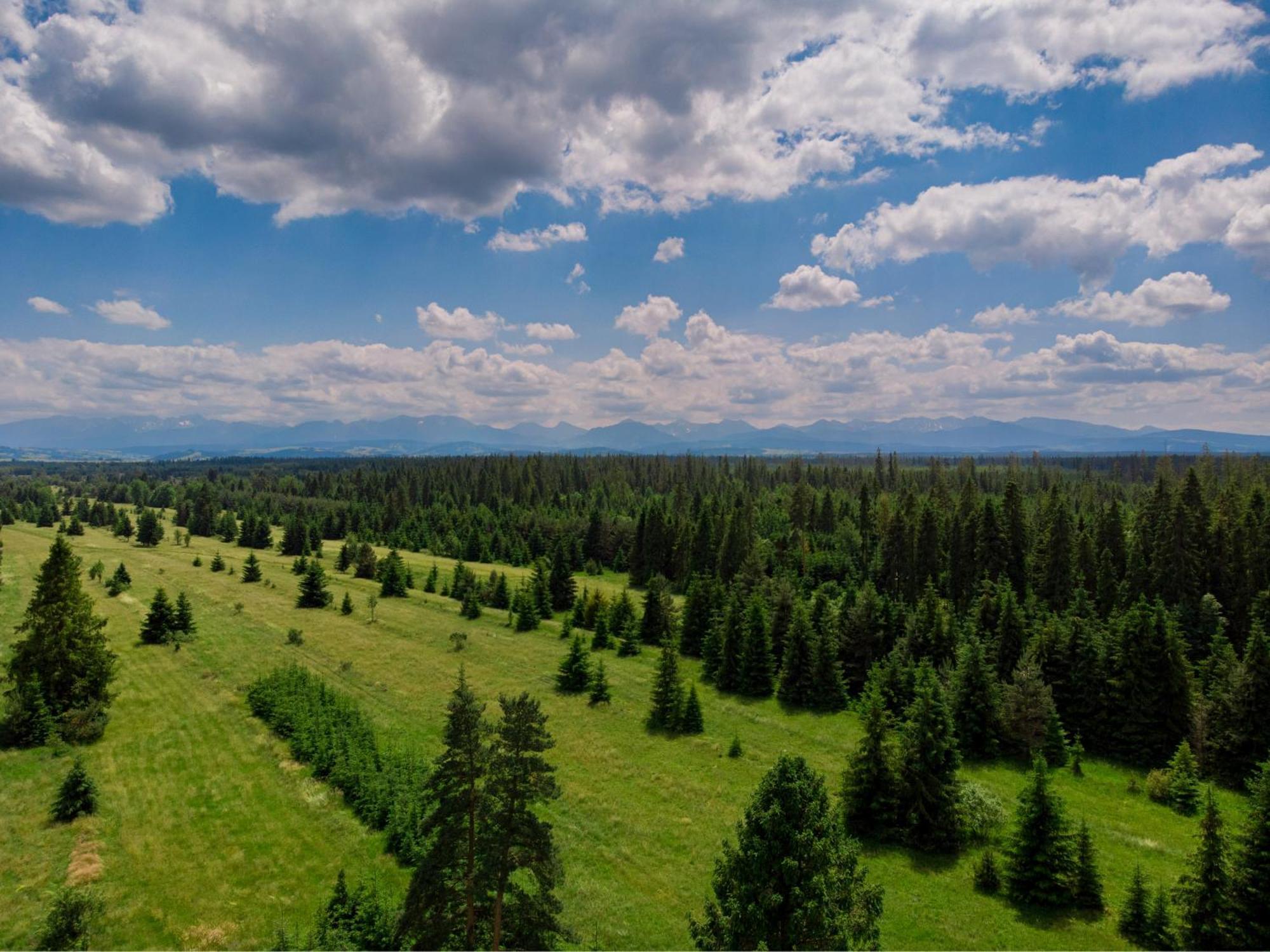 Domki Baligowka Aurelia I Maximus Закопане Экстерьер фото